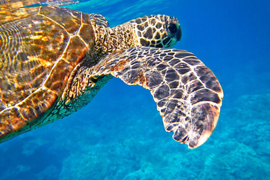 Tortuga marina en el caribe mexicano