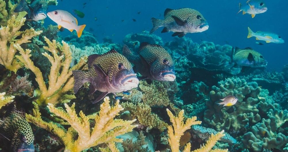 Buceo en Tulum